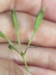 Osmorhiza longistylis, photograph (c) Jenn (McPhee) Dyson, some rights reserved (CC BY)