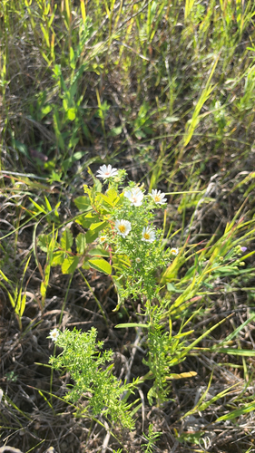 heath aster
