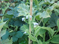 Symphytum × uplandicum, photograph (c) Henry Miller, some rights reserved (CC BY)