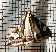 Agrioglypta excelsalis