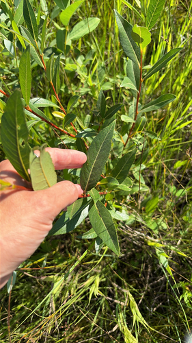 tea-leafed willow