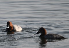 Aythya ferina