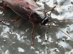 Blatta orientalis