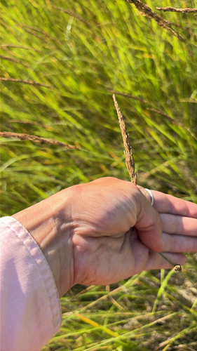 Calamagrostis stricta, photograph 5