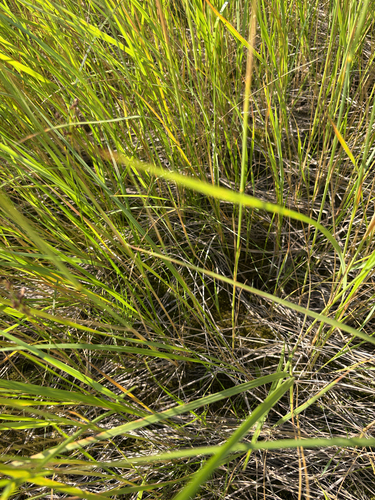 Calamagrostis stricta, photograph 6