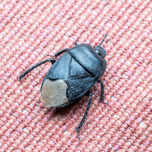 Black burrowing bug