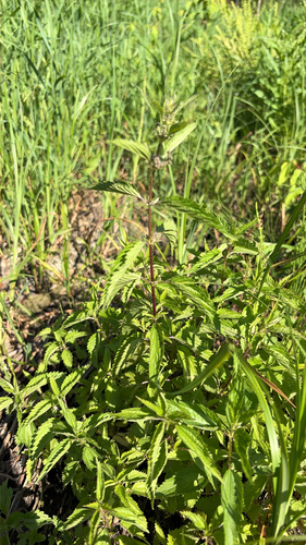 slender stinging nettle