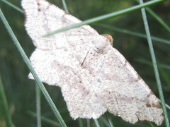 Macaria shanghaisaria