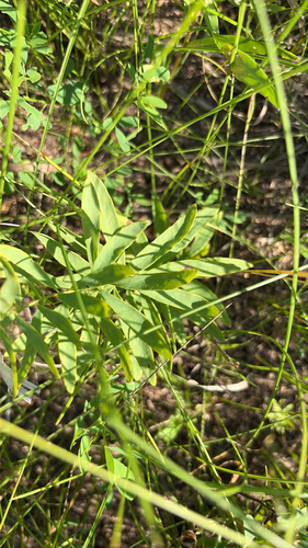 bastard toadflax