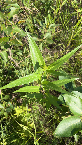 Helianthus nuttallii, photograph 6