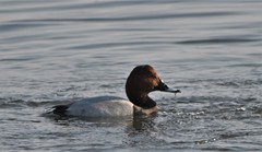 Aythya ferina