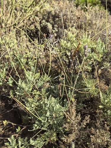 Lavandula buchii