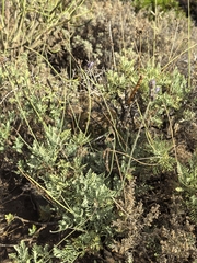 Lavandula buchii