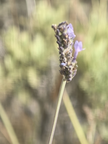 Lavandula buchii, photograph 2