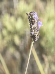 Lavandula buchii, photograph (c) Matthieu Le Goïc, some rights reserved (CC BY)