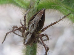 Oxyopes licenti