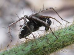 Oxyopes licenti