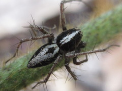 Oxyopes licenti
