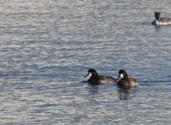 Aythya marila