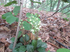 Pyrola japonica