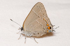 Satyrium favonius autolycus
