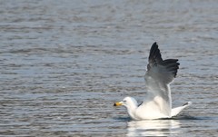 Larus crassirostris