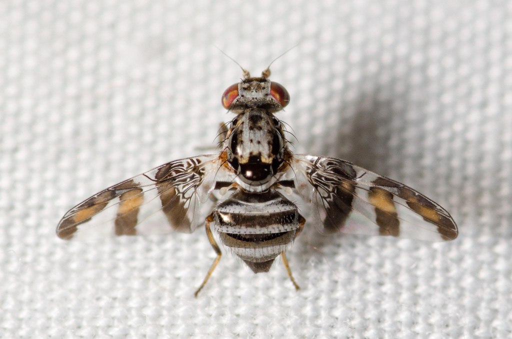Dyscrasis hendeli
