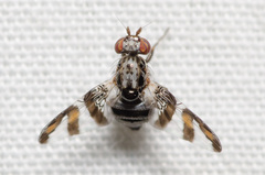 Dyscrasis hendeli