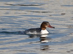 Mergus merganser
