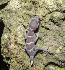 Goniurosaurus catbaensis