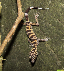 Goniurosaurus catbaensis