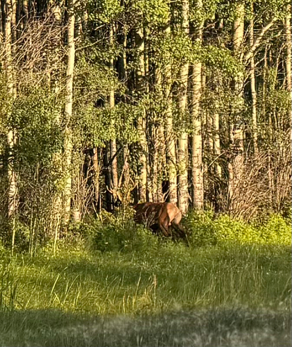 American Elk