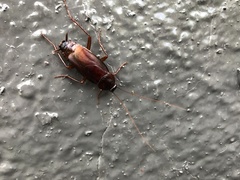 Blatta orientalis