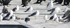 Larus crassirostris