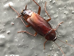 Blatta orientalis