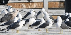 Larus crassirostris