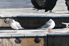 Chroicocephalus ridibundus