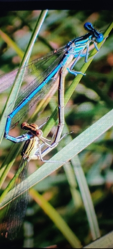 Blue Featherleg