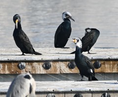 Phalacrocorax carbo