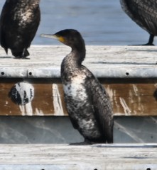 Phalacrocorax carbo