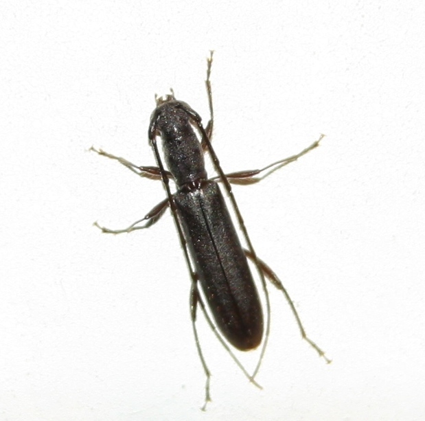 Heterachthes ebenus