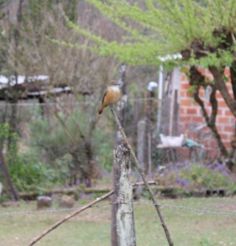 Streak-throated Bush Tyrant (Myiotheretes striaticollis), photo 4