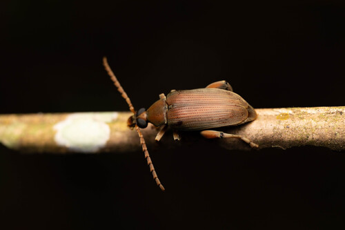 Speciomerus giganteus