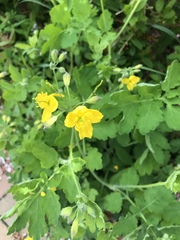 Chelidonium majus