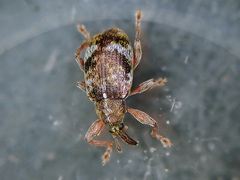 Anthonomus pedicularius