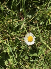 Bellis perennis