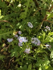 Myosotis scorpioides
