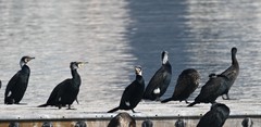 Phalacrocorax carbo