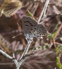 Pseudophilotes abencerragus