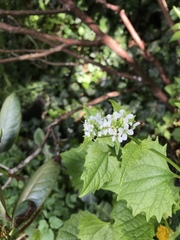 Alliaria petiolata